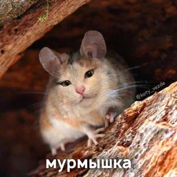 Мурмышь