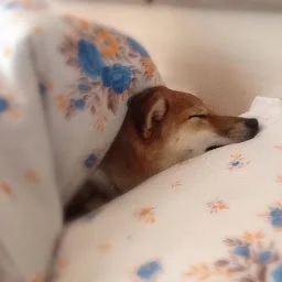 ян бойнов
