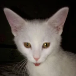 Ruslan