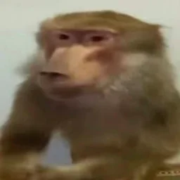 Жопка