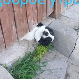 Mr. bulldozer